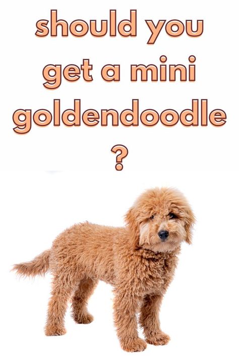 F1 Mini Goldendoodle, Goldendoodle Haircuts, Mini Golden Doodle, Golden Doodle Puppy, Mini Goldendoodle Puppy, Cute Corgi Puppy, Mini Goldendoodle Puppies, Golden Doodles, Doodle Puppy