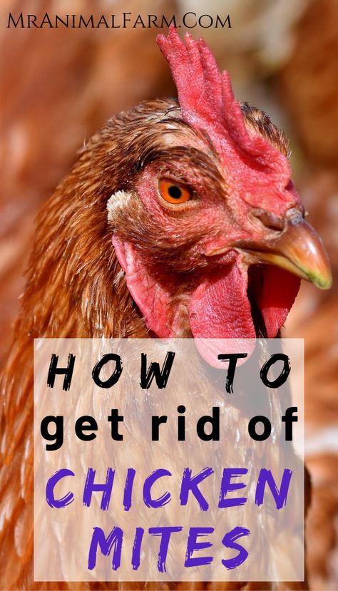 Chicken lice and mites can be detrimental to your chickens overall health.  But with these super easy tips you can identify chicken lice and chicken mites and learn how to easily treat them. Heat Tolerant Chicken Breeds, Mites On Chickens, What Can Chickens Eat, Raising Turkeys, Chicken Health, Chicken Eating, Backyard Poultry, Keeping Chickens, Building A Chicken Coop