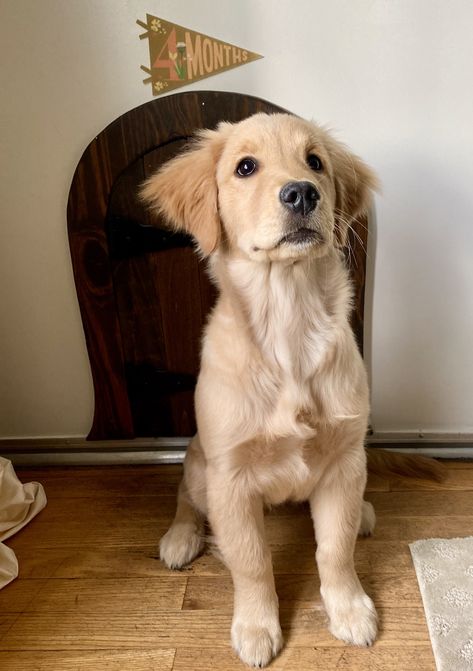 British Golden Retriever, Golden Retriever Mini, Mini Golden Retriever Full Grown, Blonde Dog, Mini Golden Retriever, Puppy Haircut, First Home Together, Hidden Room, Old Golden Retriever