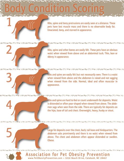 How to tell if your #dog is a healthy weight #pet-health-tip Cat Behaviour, Pet Information, Giant Breeds, Dog Health Tips, Pet Tips, Body Condition, Dog Diet, Animal Health, Dog Info