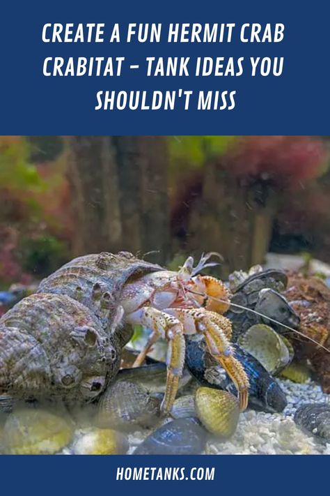 A hermit crab tank is a great way to provide your crab with a stimulating environment and plenty of fun. This article will give ideas of different tank designs and sizes available in the market to use and will suit your needs. #hermitcrab #hermitcrabtank #aquariumpet