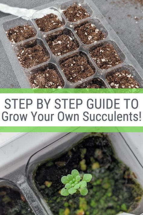 This post will teach you how to grow succulents from seeds! With some patience, it's a great and relatively easy way to get a lot of succulents for cheap. Growing Succulents From Seed, Gardening Knowledge, Propagate Succulents From Leaves, Grow Succulents, Inner Garden, Garden Succulents, Flowering Succulents, Succulent Seeds, Buy Succulents