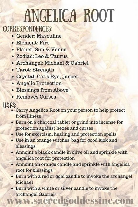 Angelica Root, Magickal Herbs, Witch Herbs, Creepy Vintage, Friday Blessings, Magic Herbs, Healing Spells, Magical Herbs, Hedge Witch