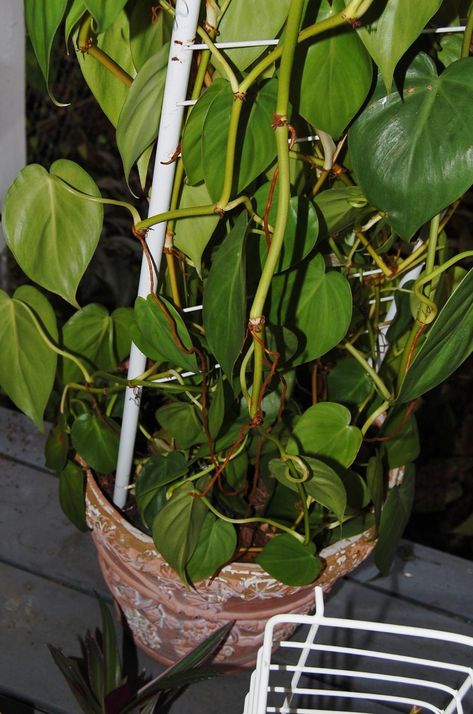 Repotting Philodendron Micans or velvet leaf philodendron climbing trellis in indoor pot container #houseplant #houseplants #philodendron #philodendrons #mican #philodendronmican #velvetleaf #trellis #garden #gardening #plant #plants Philodendron Trellis, Indoor Plants Decor Ideas, Climbing Philodendron, Indoor Plants Decor, Philodendron Micans, Trellis Garden, Heart Leaf Philodendron, Climbing Trellis, Wall Trellis