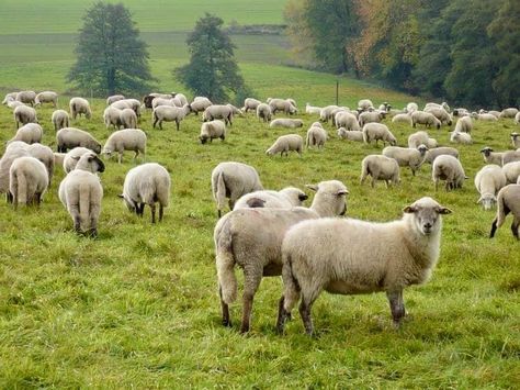 Future Farms, Sheep And Lamb, Great Pyrenees, Ship Art, Country Life, Farm Life, Animals And Pets, Beautiful Pictures, Animal Art