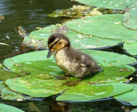 Birds Wings, Baby Ducks, Pretty Animals, Arte Animal, Cute Animal Photos, Woodland Creatures, Water Lily, Animal Photo, Cute Little Animals