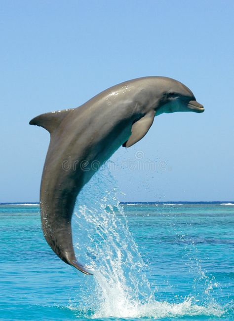 Como Lake, Italy. View of Como Lake, Milan, Italy, with Alps mountains in backgr , #sponsored, #Italy, #View, #Como, #Lake, #mountains #ad Dolphins Underwater Photography, Gangetic Dolphin, Dolphin Images, Dolphin Decor, Dolphin Photos, Dolphin Art, Bottlenose Dolphin, Animal References, Blue Sky Background