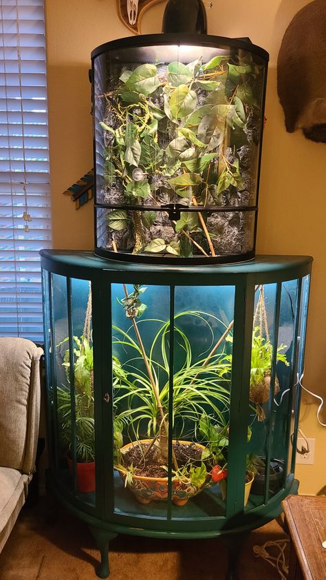 DIY reptile enclosure Pet chameleon Upcycled Pet Insect Enclosure, Pet Camilion, Diy Chameleon Enclosure, Diy Reptile Enclosure Furniture, Snake Enclosure Ideas Diy, Chameleon Enclosure Ideas, Bug Enclosure, Cabinet Terrarium, Diy Reptile Enclosure