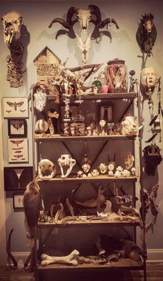 Oddities Shelf Ideas, Taxidermy Workshop Ideas, Deer Skull Display Ideas, Taxidermy Shelf, Bone Altar, Oddity Room, Bone Shelf, Animal Bones Aesthetic, Vulture Culture Aesthetic