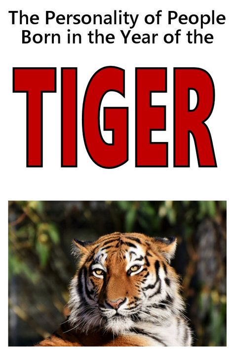 Year of the Tiger - Personality of People Born in the Year of the Tiger Wood Tiger Chinese Zodiac, Characteristics Of People, Tiger Zodiac, Year Of Tiger, Chinese Zodiac Tiger, Tiger Year, Dragon Zodiac, Tiger Images, Zodiac Years