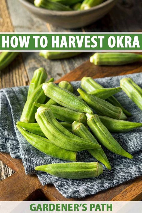 Okra Health Benefits, Okra Benefits, Okra Plant, Growing Peas, Pickled Okra, Canning Vegetables, La Crosse, Harvest Time, Okra