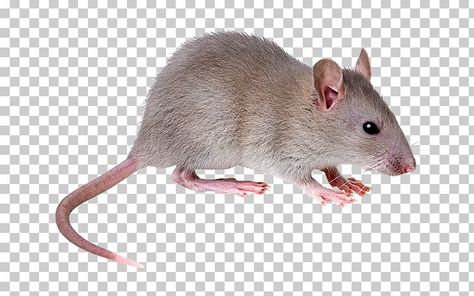 Rat Png, Fancy Mouse, Brown Rat, Black Rat, Harvest Mouse, Fancy Rat, Mouse Rat, Frame Gallery, Pet Rats