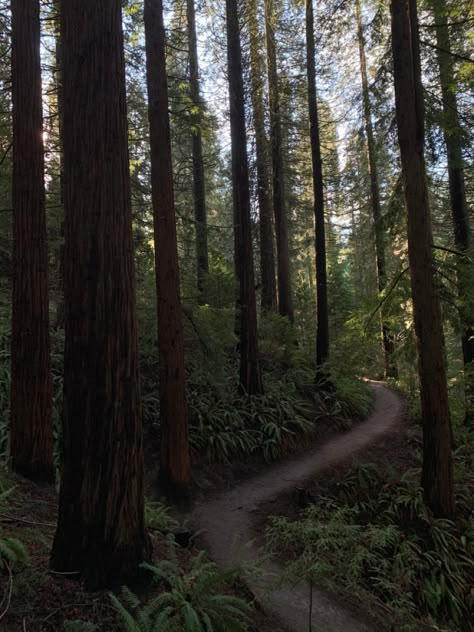 Pnw Camping Aesthetic, American Forest Aesthetic, Oregon Forest Aesthetic, Oregon Astethic, Mystery Of Love Aesthetic, Forestpunk Aesthetic, Portland Forest, Portland Oregon Aesthetic, Portland Aesthetic