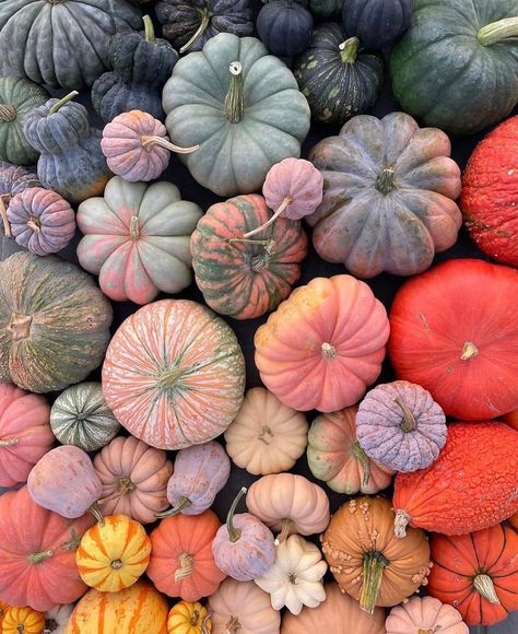 Instagram • Direct October Decor, Purple Pumpkin, Instagram Direct, Halloween Pumpkin, Fall Vibes, Fall Autumn, Pumpkin Spice, Fall Colors, Pumpkins