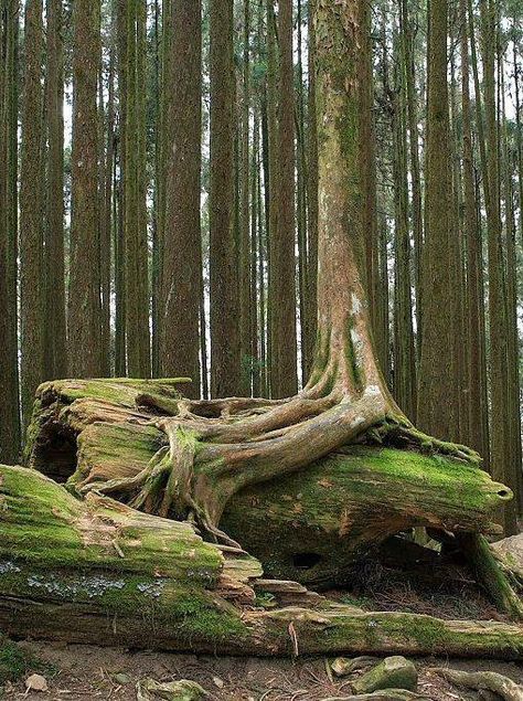 Roots over Fallen Tree. Log Photography, Balance Photography, Shelter Building, Roots Photography, Weird Trees, Tree Photos, Taman Air, Trees Photo, Tree Logs