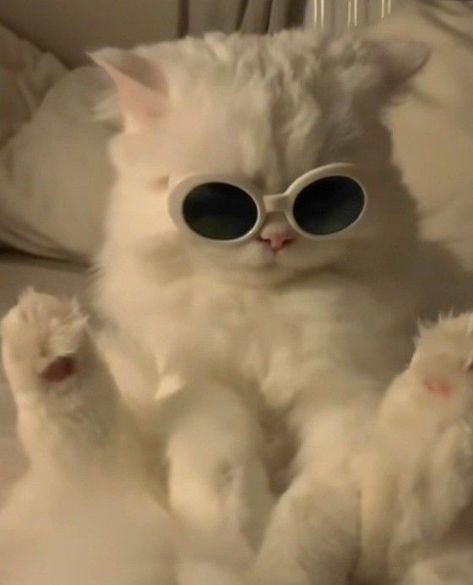 White Cat, Sunglasses, Bed, White