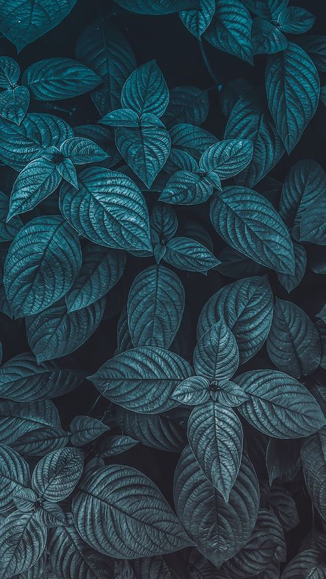 Leaves Blue Provence, #Leaves, #Provence, #Blue Blue Leaves Wallpaper, Blue Sheets, Original Iphone Wallpaper, Summer Plants, Leaf Background, Smartphone Wallpaper, Flower Phone Wallpaper, Leaf Wallpaper, Blue Leaves