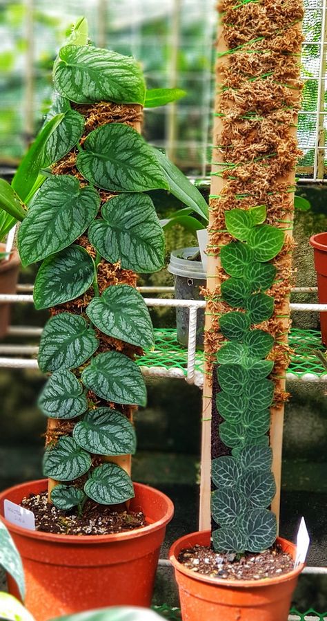 9 Cute Monsteras with Small Leaves | Balcony Garden Web Shingle Plant, Monstera Dubia, Indoor Climbing Plants, Plant Goals, نباتات منزلية, Best Indoor Plants, Plant Decor Indoor, House Plants Decor, Ornamental Plants