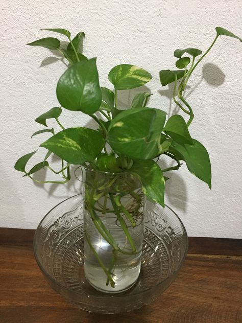 Money Plant Decor Indian, Money Plant Decor, Planting Table, Water Plants Indoor, Money Plants, Indoor Oasis, Plants In Jars, Tropical Garden Design, Plastic Bottle Flowers