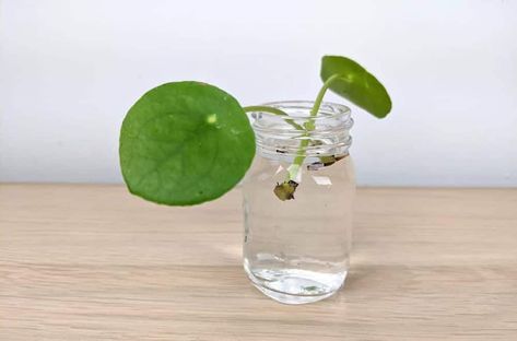 Chinese Money Plant In Water, Propagate Pilea, Money Plant In Water, Money Plant Decor, Chinese Money Plant Care, Money Plant Care, Plant Aesthetics, Pilea Plant, Plant In Water