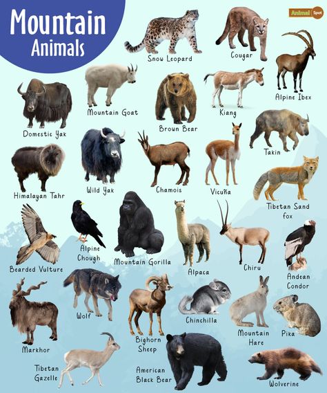 Smart Animals, European Animals, Mountain Animals, Animals In North America, National Animals Of Countries, Wild Animals Names In English, Domestic And Wild Animals Chart, Alpine Ibex, Animals Information