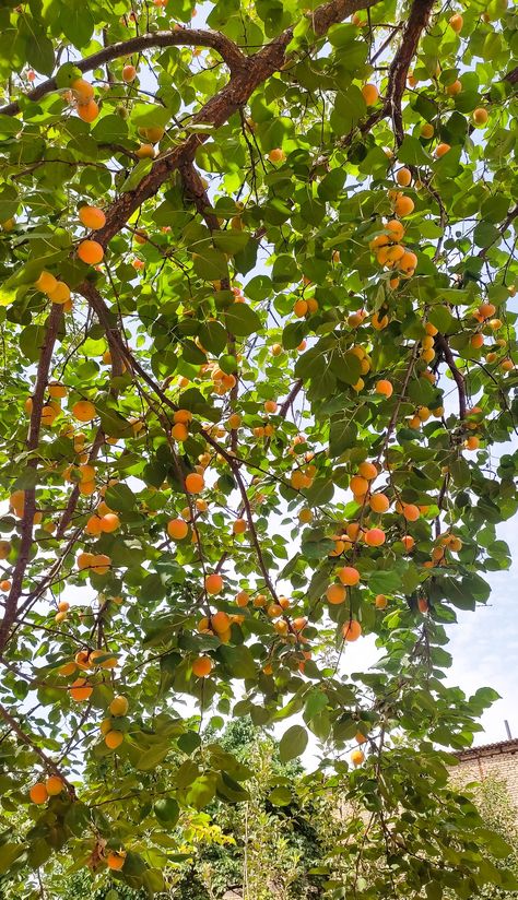 #summer#apricot Apricot Tree Aesthetic, Garden Goals, Apricot Tree, Body Poses, Funky Art, Fruit Trees, Apricot, Trees, Fruit