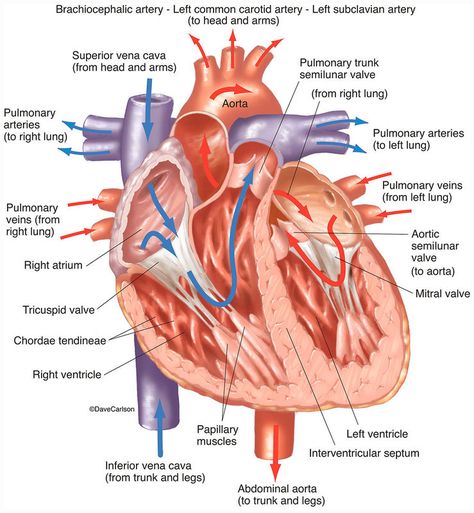 Cardiovascular System | Human Anatomy | Life Science & Biomedical | Carlson Stock Art Cardiovascular System Anatomy, Heart Anatomy Studying, Anatomy Heart, The Heart, Human Heart Diagram, Human Anatomy Picture, Human Circulatory System, Human Heart Anatomy, Heart Diagram