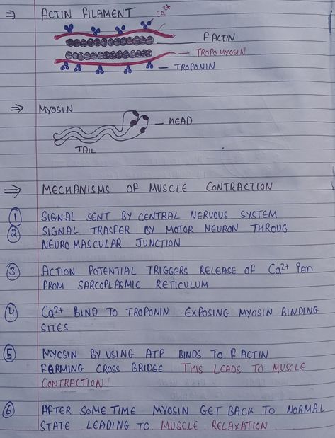 Mechanism of muscle contraction- notes Physiology Of Muscle Contraction, Mechanism Of Muscle Contraction, Muscle Notes Anatomy, Muscle Physiology Notes, Muscle Contraction Notes, Human Anatomy And Physiology Notes, Muscle Contraction Steps, Anatomy And Physiology Notes, B Pharmacy