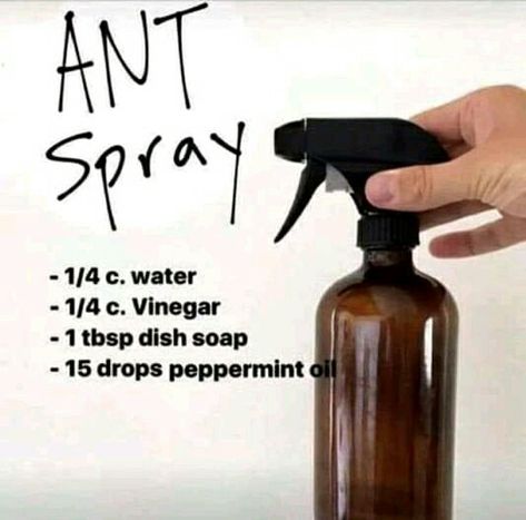 Essential Oils Ants, Ant Spray, Astuces Diy, Homemade Cleaning Products, Ad Hoc, Young Living Oils, Household Cleaning Tips, Cleaning Recipes, Cleaners Homemade