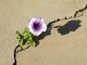 * * A petunia growing in a crack in pavement. TENACITY. Wave Petunias, Petunia Plant, Replant, Paving Stones, Container Flowers, Pretty Plants, Garden Soil, Spring Blooms, Seed Starting