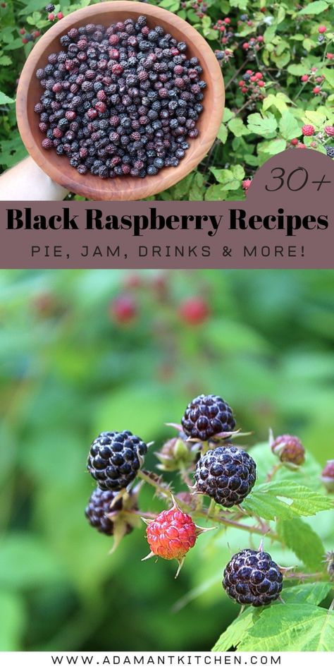 Infuse your homemade desserts with the vibrant flavor of black raspberries in our collection of over 30 recipes. Perfect for Berry Recipes for Desserts, canning black raspberries, and creating luscious sauces, this collection will enhance your summer seasonal recipes and introduce you to new culinary adventures. Black Raspberry Syrup Recipe, Black Cap Berry Recipes, Wild Berry Recipes, Black Raspberry Syrup, Black Raspberry Scones, Black Rasberry Deserts, Blackcap Raspberry Recipes, Recipes With Black Raspberries, Black Raspberry Crisp