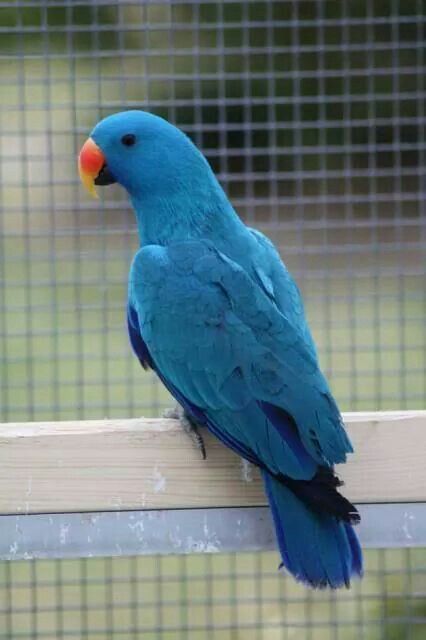 Blue Eclectus male Best Pet Birds, Birds For Kids, Most Beautiful Birds, Parakeets, Rare Birds, Bird Supplies, Parrot Bird, Pet Bird, Bird Pictures