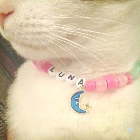 Cat Collars Diy, Chat Diy, Collars Diy, Cat Accessories, Cat Diy, Beautiful Cat, Pretty Cats, For Cats, Beautiful Cats