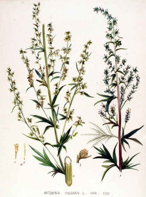 Picture Mugwort Plant, Herb Collection, Artemisia Vulgaris, Infused Vinegars, St John's Wort, Culinary Herbs, Gardening Advice, Plant Drawing, Herbaceous Perennials