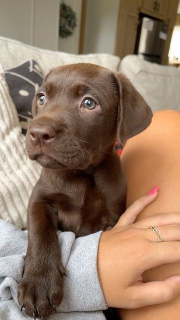 Chocolate Labrador Retriever Puppies, Chocolate Labs Puppy, Brown Labrador Puppy, Chocolate Labrador Puppy, Baby Labrador, Labrador Retriever Chocolate, Funny Noises, Chocolate Lab Puppy, Lab Retriever