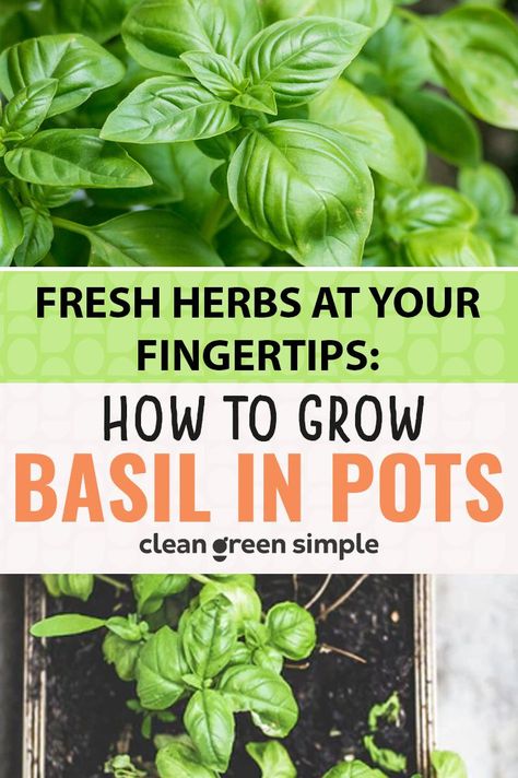 Basil In Pots, Vegan Basics, Grow Basil, Herb Garden Pots, Growing Bulbs, Growing Basil, Basil Seeds, Basil Plant, Clean Green