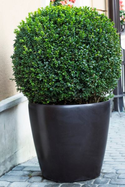 Growing Boxwood Shrubs - How To Add Year Round, Deer Proof Foliage! American Boxwood, Topiary Balls, Tree Mulch, Fast Growing Hedge, Buxus Sempervirens, Evergreen Bush, Box Wood Shrub, Architectural Plants, Broadleaf Evergreen