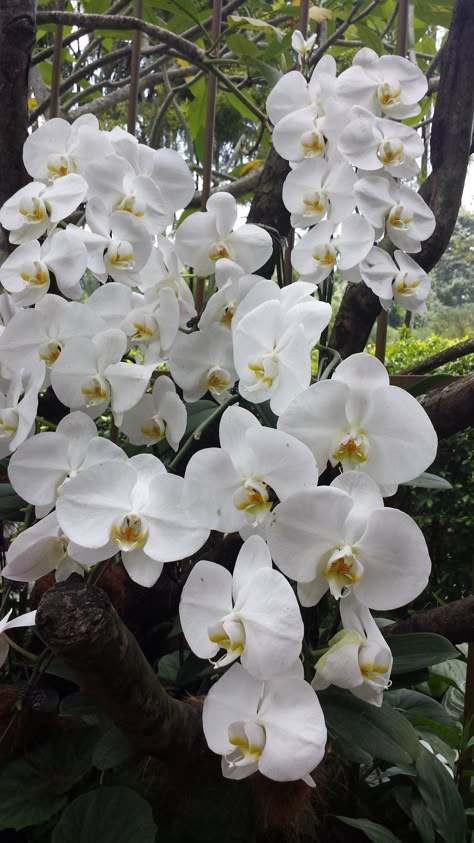 Orkidea Flower, White Orchid Aesthetic, Renesance Art Wallpaper, Orchid Aesthetic, Orchids White, Orchid White, Purple Flowers Wallpaper, Growing Orchids, Exotic Orchids