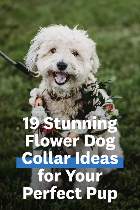 Flower Collar Dog Wedding, Flower Dog Wedding, Dog Collar Ideas, Flower Dog Collar Wedding, Collar Ideas, Flower Dog Collar, Dog Wedding Attire, Ring Bearer Dog, Wedding Dog Collar