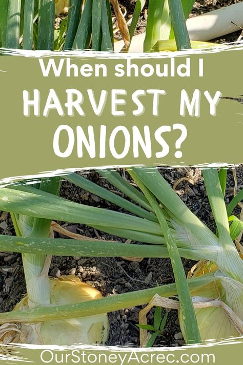 How to tell when onions are ready to harvest? That is a good question and you will learn the signs to know when to harvest onions. Learn more about planting onions, growing onions, and more vegetable gardening tips Curing Onions, When To Harvest Onions, Harvest Onions, Onion Garden, Storing Onions, Growing Onions, Onion Bulbs, Planting Onions, Vegetable Garden Tips