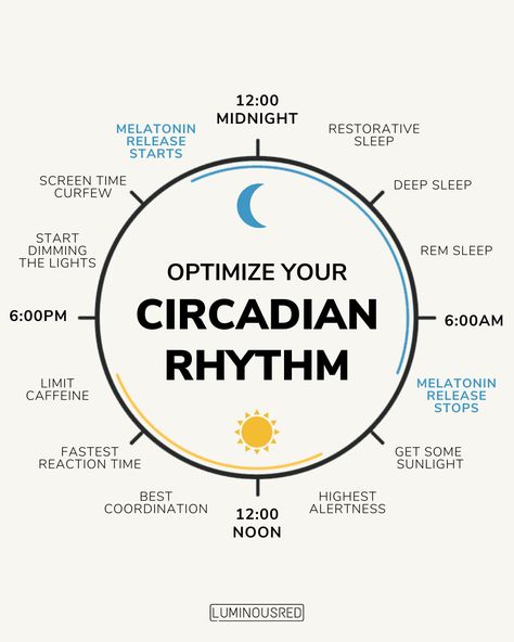 Circadian rhythms are 24-hour cycles that are part of the body’s internal clock, running in the background to carry out essential functions and processes. When properly aligned, a circadian rhythm can promote restful and consistent sleep. However, if the circadian rhythm is disrupted, the body’s systems will not function optimally. As a result, it can create serious sleeping problems, such as insomnia. To help reset your circadian rhythm with light, try spending more under sunlight. Circadian Rhythm Women, Circadium Rhythm, Circadian Rhythm Chart, Nighttime Ritual, Sleeping Problems, Create A Morning Routine, Cycle Syncing, Start Screen, A Morning Routine