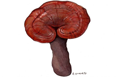 Reishi Mushroom Mushroom Facts, Mushroom Folk, Reishi Mushroom Benefits, Drawing Mushrooms, Gano Excel, White Button Mushrooms, Mushroom Benefits, Natural Caffeine, Boost Energy Naturally