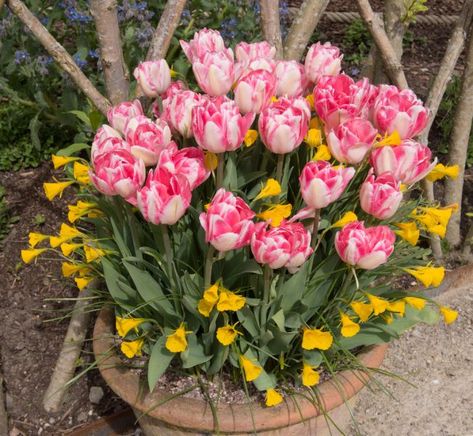 Bulb Planting Ideas, Bulb Lasagne, Toad Hall, Bulb Planting, Iris Reticulata, Trees Garden, Planting Tulips, Planting Ideas, Winter Bedding