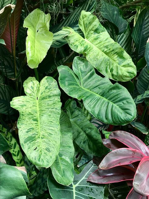 Philodendron Paraiso Verde, Plant Obsession, Grow Plants, Plant Lady, Urban Jungle, Growing Plants, Tropical Plants, Plant Lover, Indoor Plants