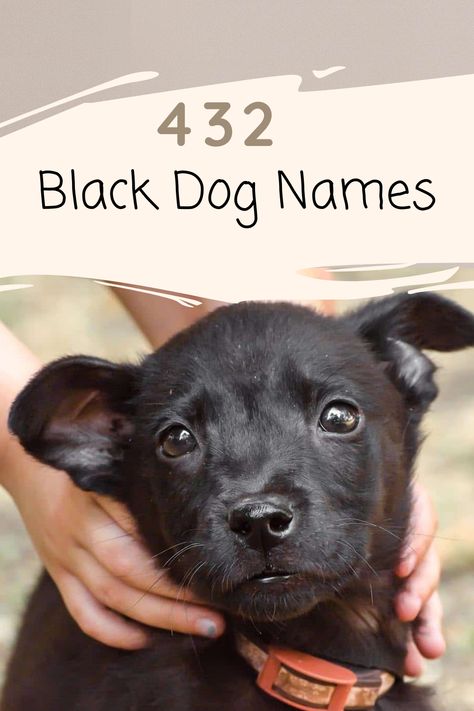 432 Black Dog Names : Tips & Great Ideas When coming up with names for black dogs, they are many and can be gathered from almost any source of inspiration, from movies to drinks to maps. But in case the pressure is on and you can’t think of any black dog names, here is a list to help you that is broken down by different male and female sub categories. #blackdognames #dognames #blackdogname #blackdog Female Dog Names List, Dog Names Disney, Male Dog Names Unique, Strong Dog Names, Brown Dog Names, Big Dog Names, Male Dog Names, Black Dog Names, Small Dog Names