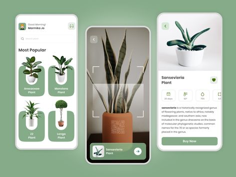 Plant Identification App, Plant App, Sansevieria Plant, Plant Window, App Interface Design, Plant Identification, Web Project, It Services, App Interface