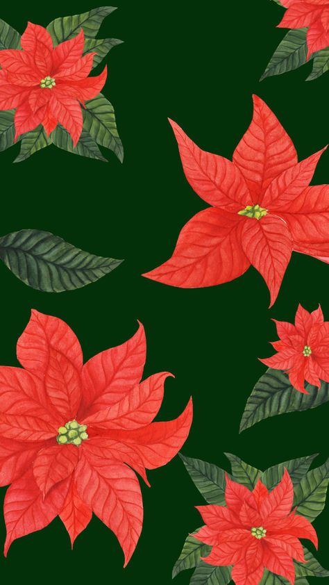 Phone background, Christmas theme poinsettia wallpaper for iphone and android Christmas Wallpaper For Phone, Poinsettia Wallpaper, Wallpaper For Phone, Background Christmas, Wallpaper For Iphone, Phone Background, Christmas Theme, Christmas Background, Christmas Wallpaper