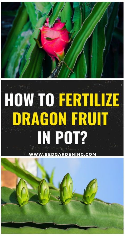 Dragon Fruit Growing Tips, How To Grow Dragon Fruit In Pots, Growing Dragon Fruit In Pots, Dragon Fruit Trellis Diy, Dragon Fruit Garden, Fruit In Pots, Growing Dragon Fruit, Acorn Flour, Dragon Fruit Farm