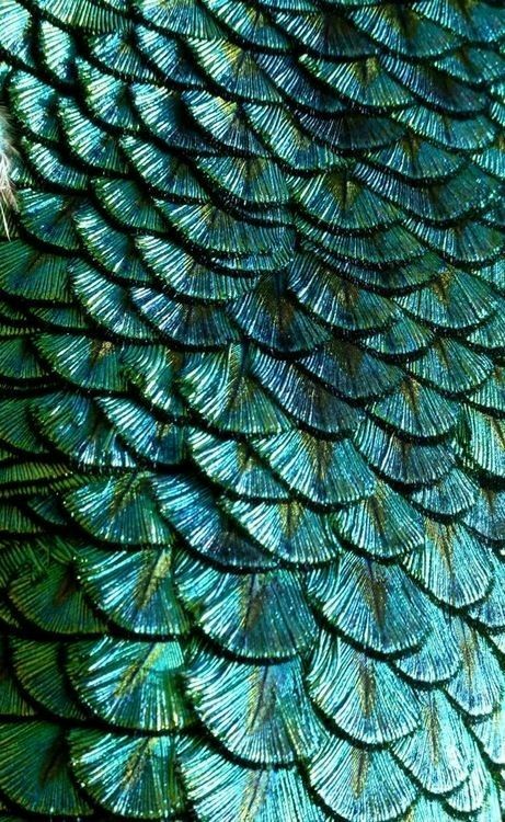 Motif Art Deco, Creation Art, Texture Inspiration, Peacock Feathers, Patterns In Nature, Color Textures, Natural Texture, Blue And Green, Textures Patterns