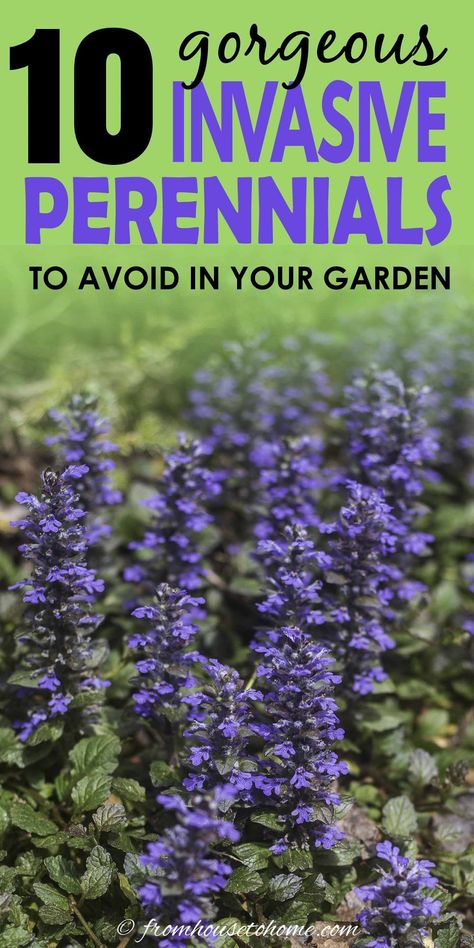 Want to avoid planting invasive perennials in your garden? This list lets you know which vines, trees and flowers to stay away from in your yard. #fromhousetohome #invasiveplants #gardeningtips #lowmaintenancegarden #shadeperennials #sunperennials Japanese Inspired Garden, Wisteria Plant, Gardening Crafts, Plants Beautiful, Autumn Clematis, House To Home, Perennial Grasses, Full Sun Perennials, Full Sun Plants